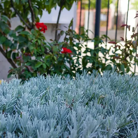 With One In Zadar, With Enclosed Garden And Wifi - 1 Km From T... Apartment Zadar